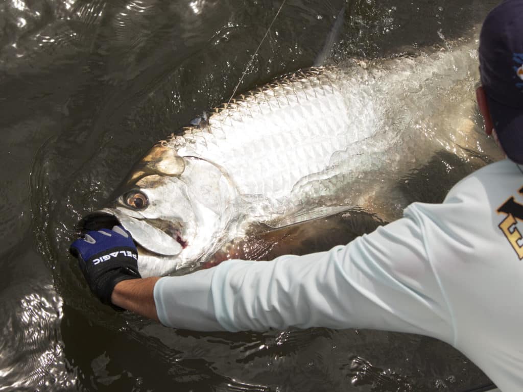 Florida is widely considered the world's top tarpon destination.