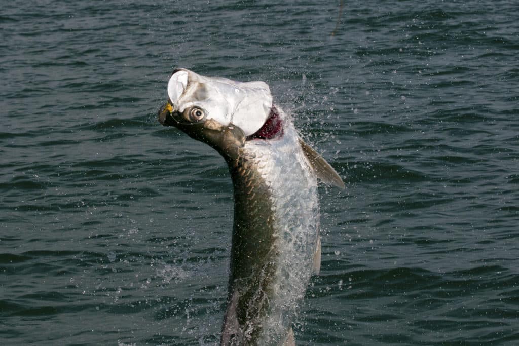 tarpon fishing in Florida