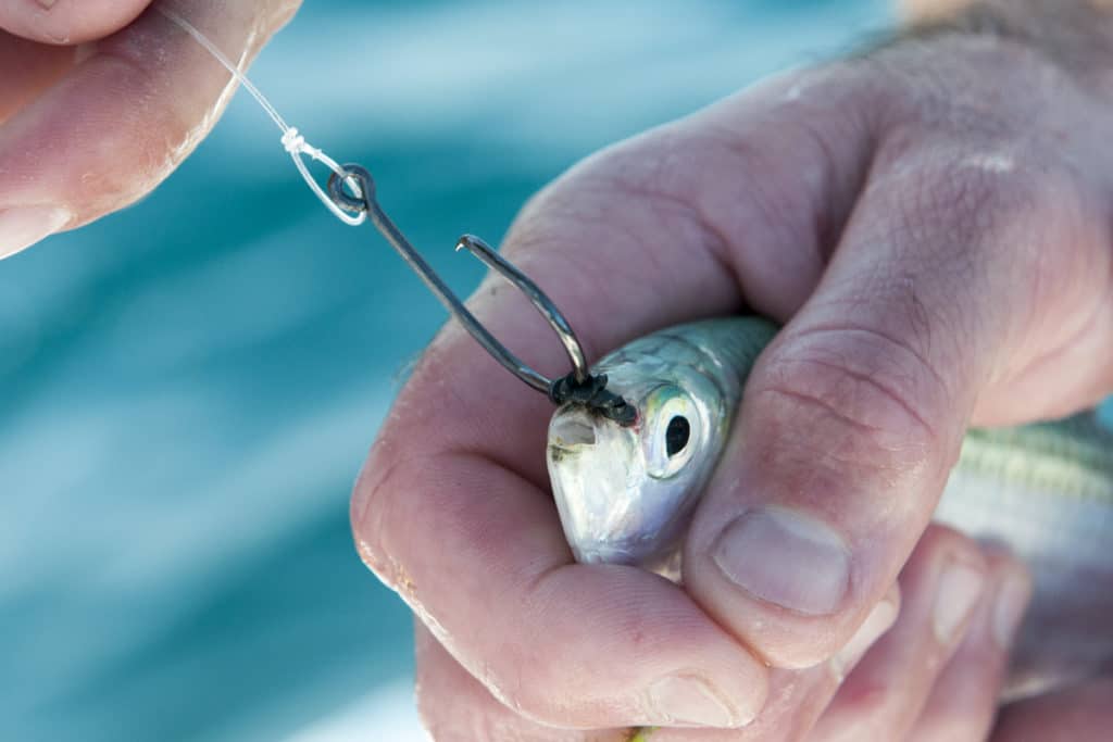 tarpon fishing in Florida