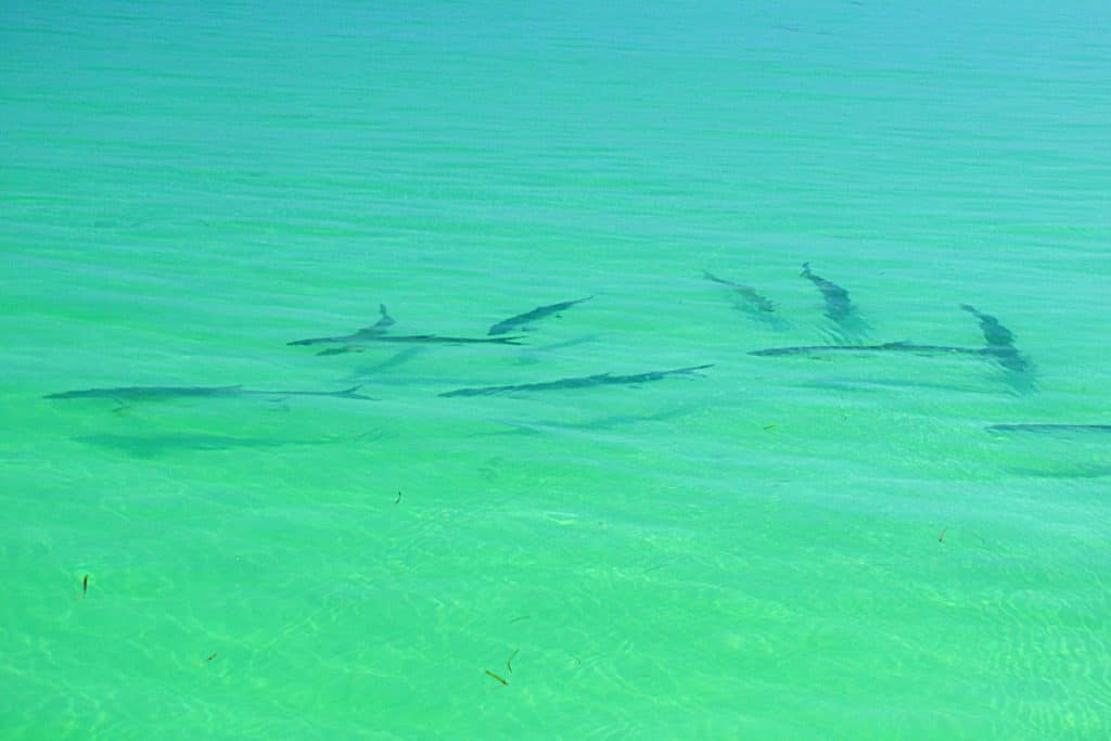 tarpon fishing in Florida