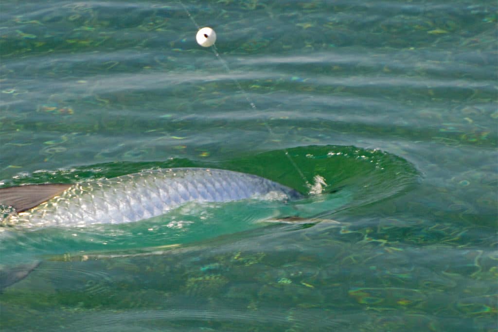 tarpon fishing in Florida