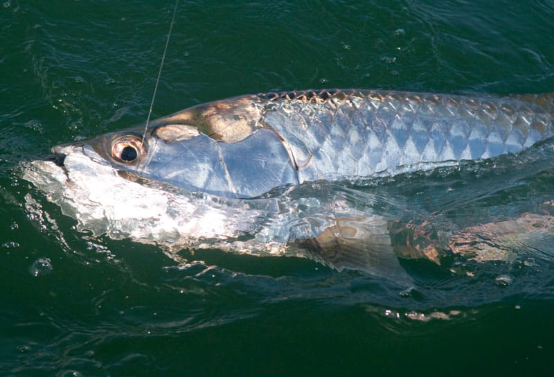 tarpon blog