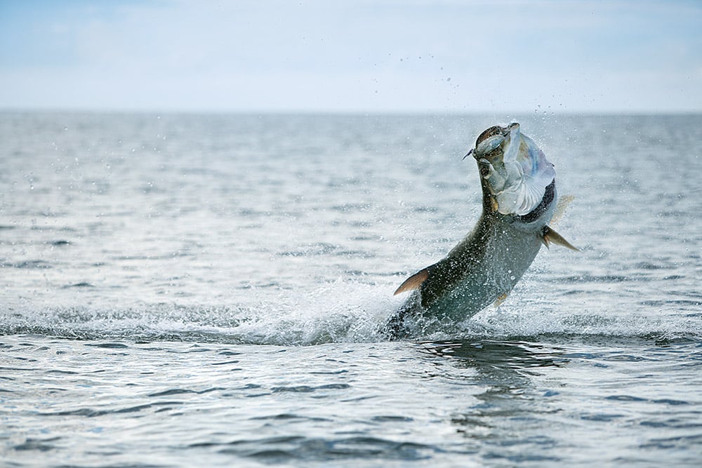 Tarpon Migration