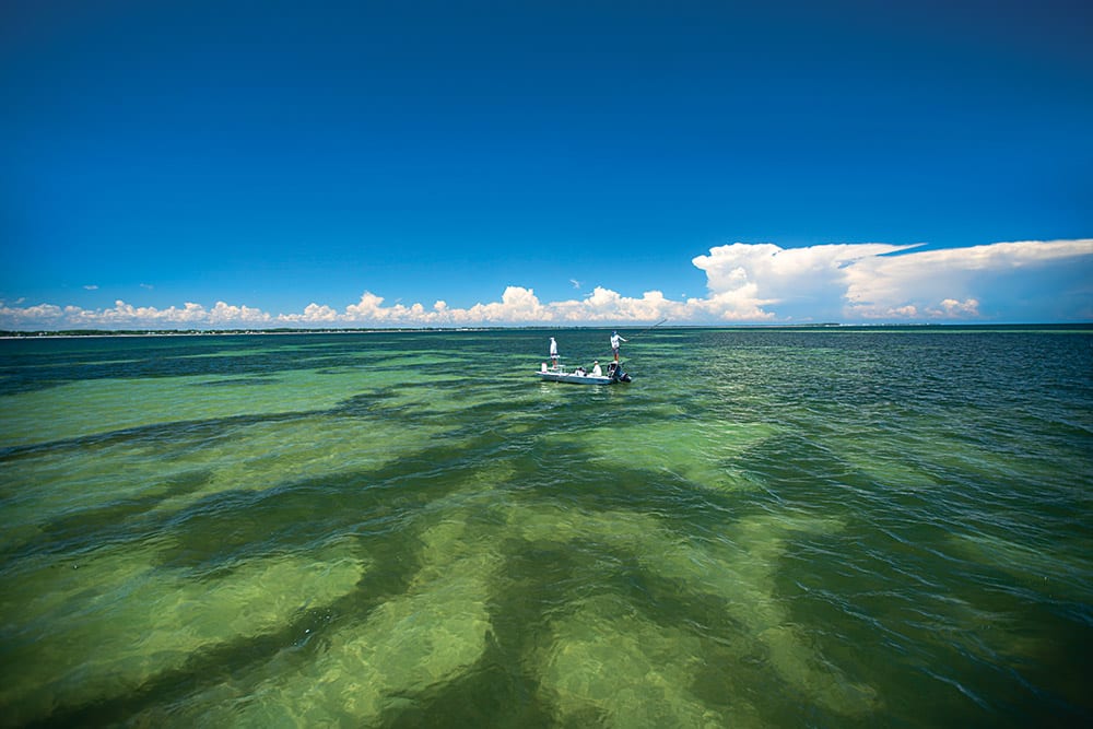 Tarpon Migration