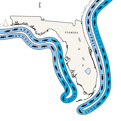 Tarpon Migration