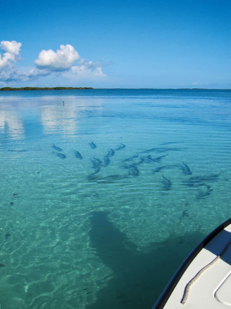 A school of tarpon materializes near the bow while fishing near Las Salinas, Cuba.