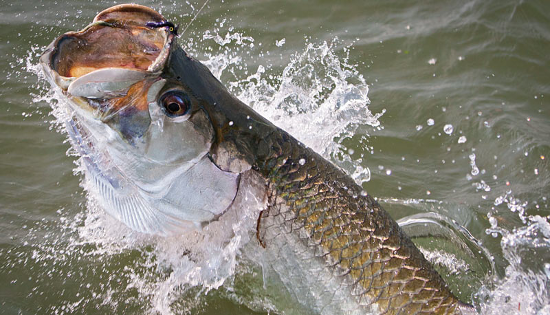 tarpon in the water