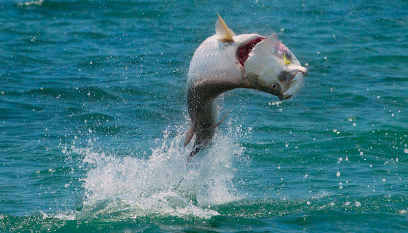 tarpon jumps from water