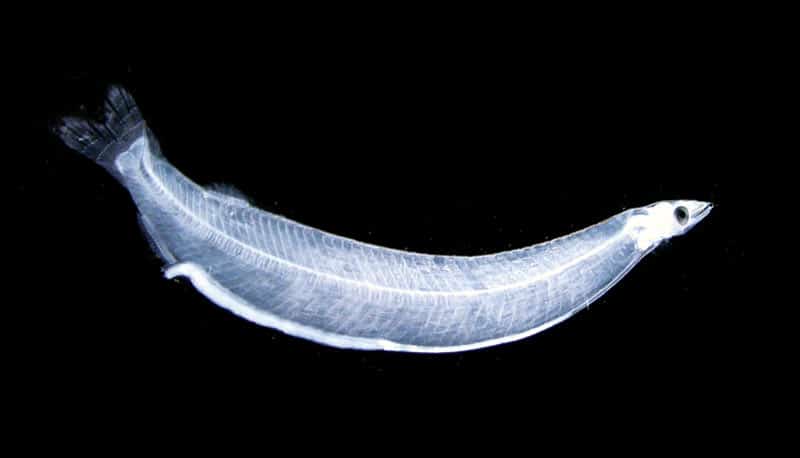 tarpon-science-larvae.jpg