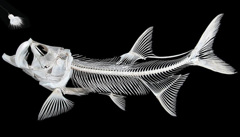 tarpon skeleton