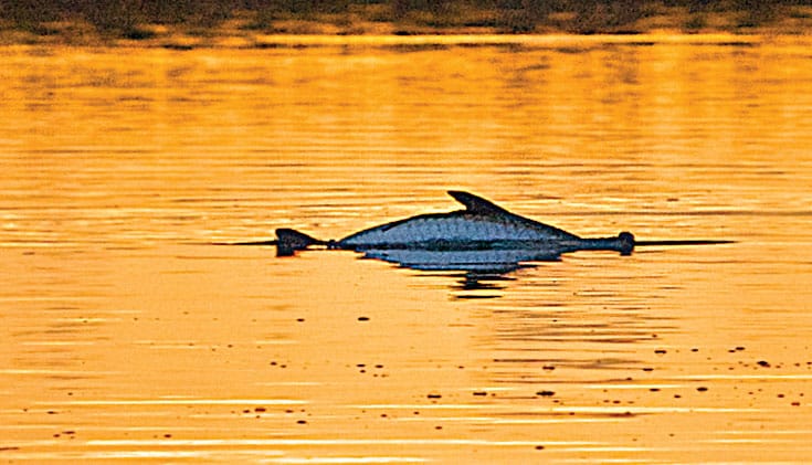 tarpon in the water at sunset