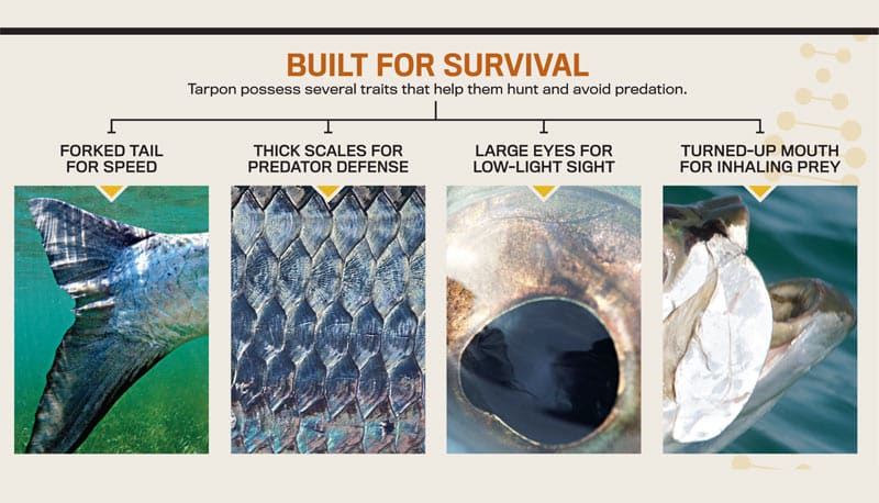 tarpon-science-survival.jpg