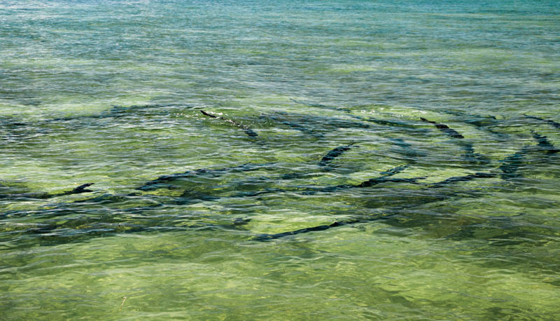 tarpon in shallow water