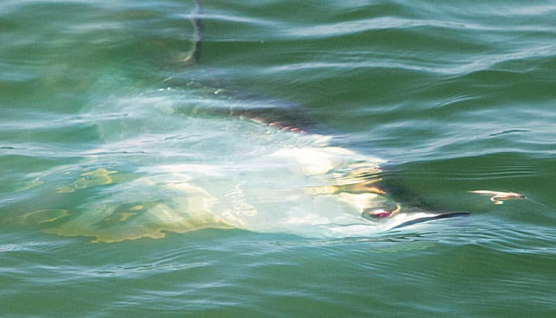 tarpon underwater