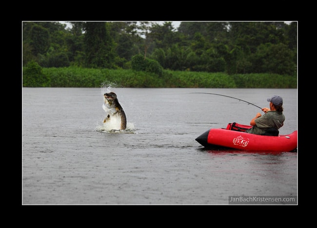 Tapam Tarpon video