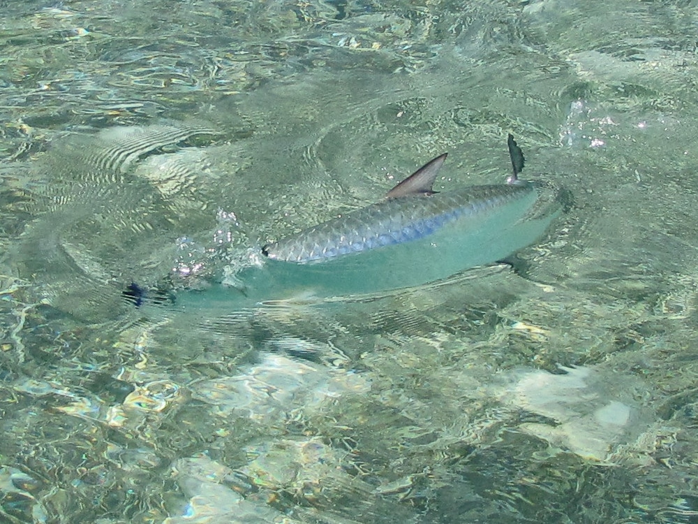 Tarpon of all sizes cruise the flats and shoals of Belize