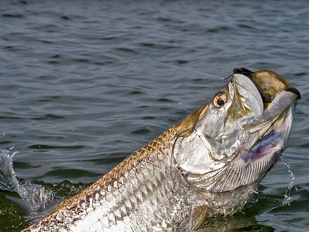 100-pound tarpon hooked in Boca Grande Pass