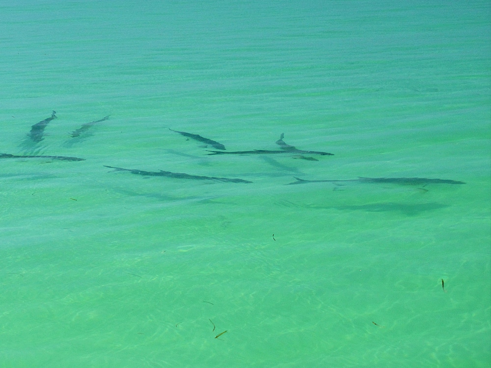 School of tarpon daisy chain over a shallow, light bottom flat