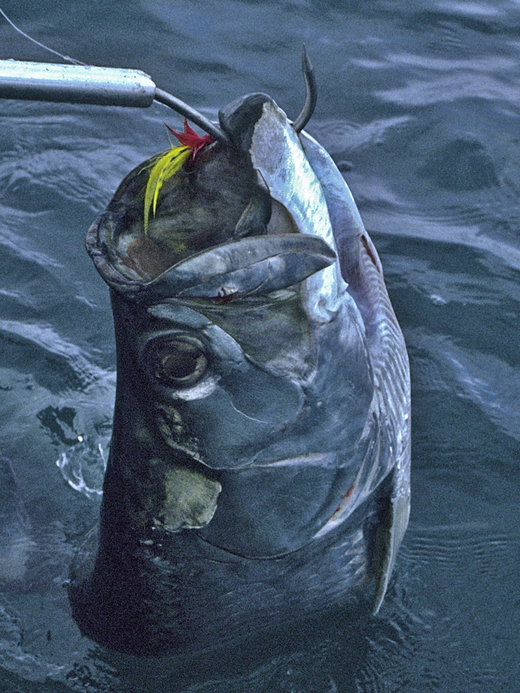 Tarpon caught on fly in Costa Rica's Rio Colorado.