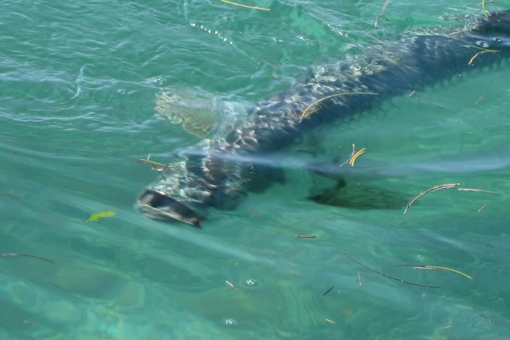 It takes just the right fly to get wary tarpon to eat in crystal clear water