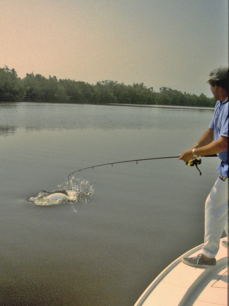 You find tarpon year-round in the Everglades