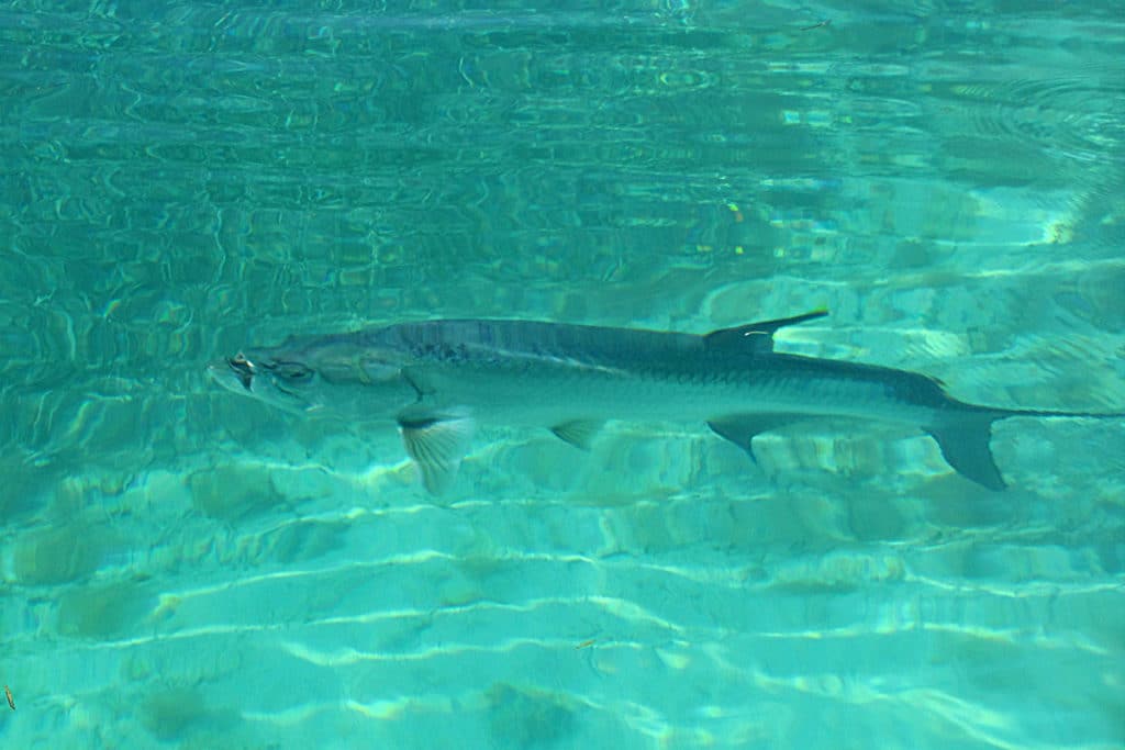 Tarpon have great eyesight and are tough to fool in clear water.