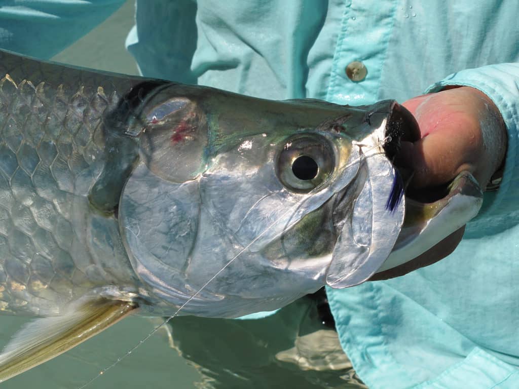 One of the many tarpon that hang around the bocas and oceanside islands.
