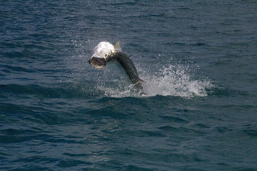 Holbox Island tarpon puts on acrobatic display