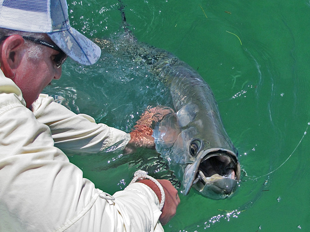 Angler ready to remove the fly from the jaw of Lower Keys tarpon.