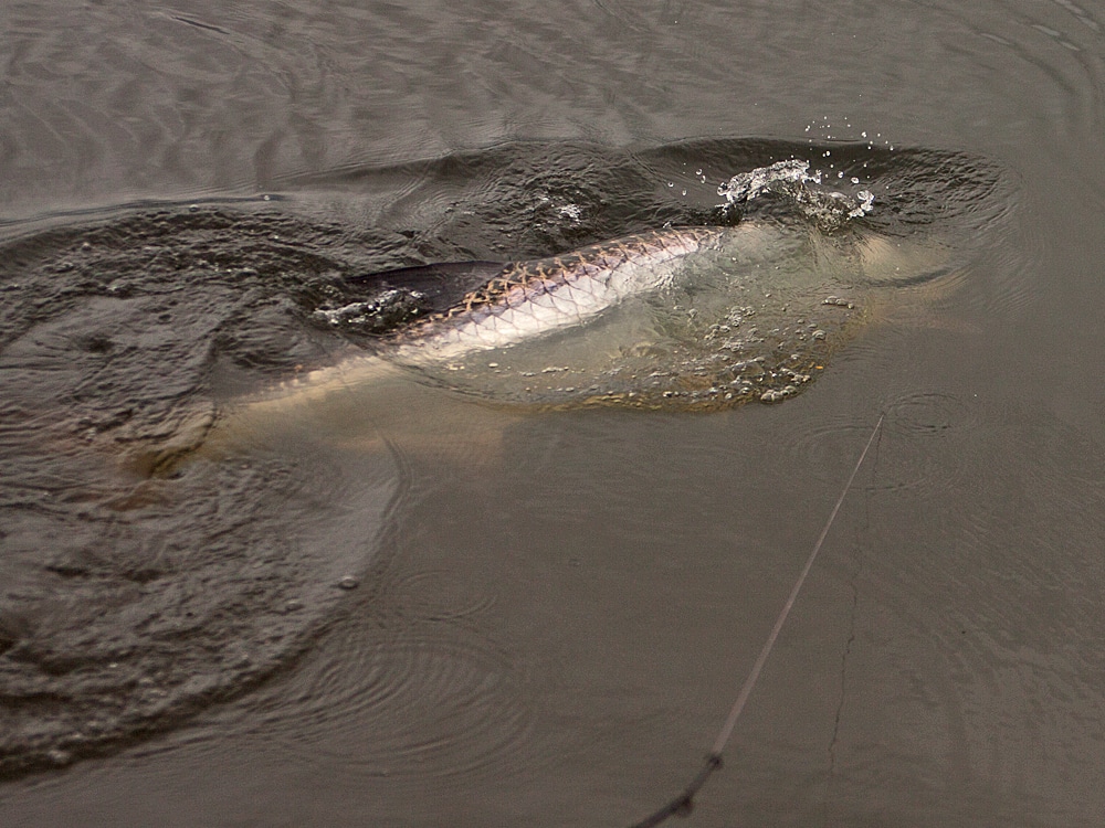 Tarpon hooked in brackish water