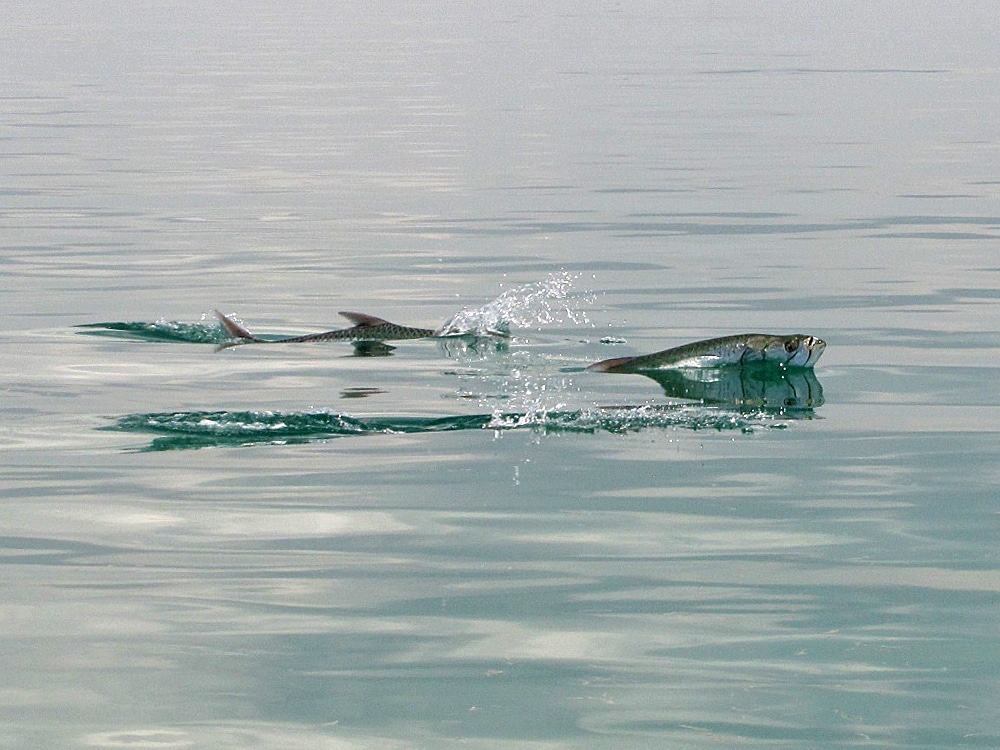 Tarpon roll and gulp air on the surface