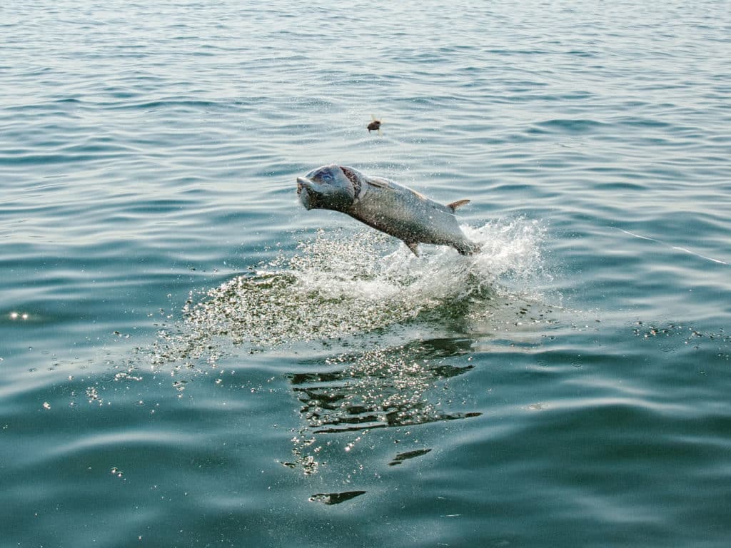 Mid-Atlantic Tarpon Tactics