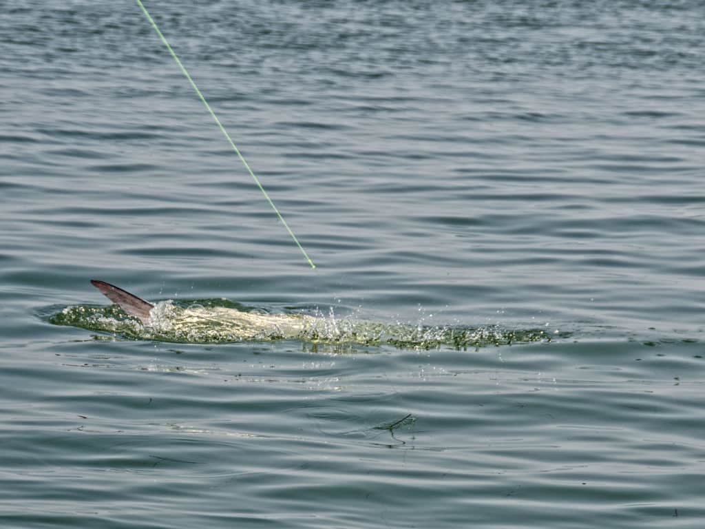 Mid-Atlantic Tarpon Tactics