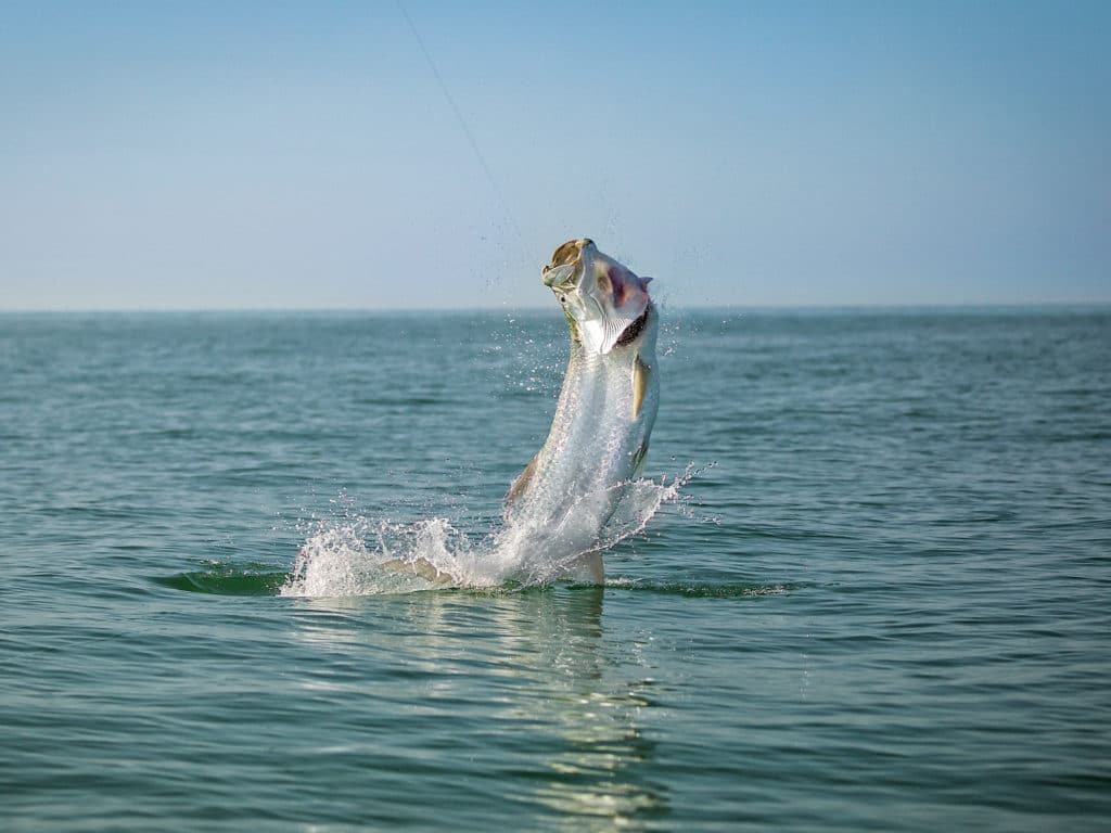 Mid-Atlantic Tarpon Tactics