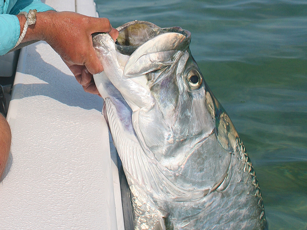 Angler lips big Florida Keys tarpon