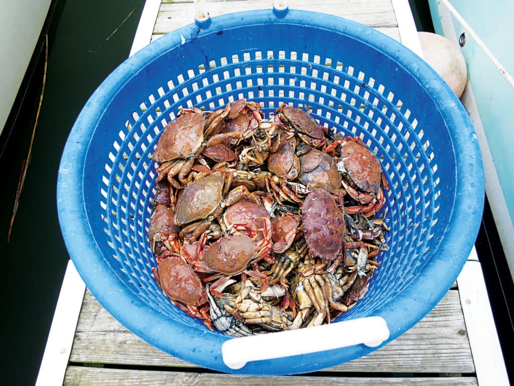 Legger crabs are among trophy tautogs' favorite meals.