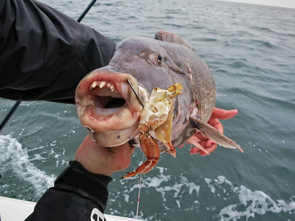 The rubbery lips and large canines of a trophy tautog are ideal to feast on crabs.
