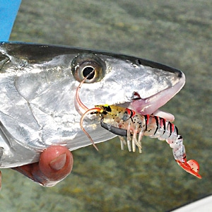 How to Fish with Artificial Shrimp Lures