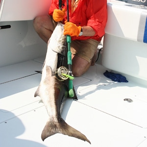 Cobia Fishing in Florida, Australia and Japan