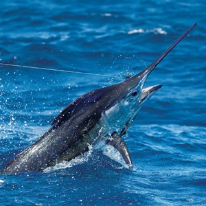 Big game species, including blue marlin, come closer to shore during fall in the Gulf of Mexico.