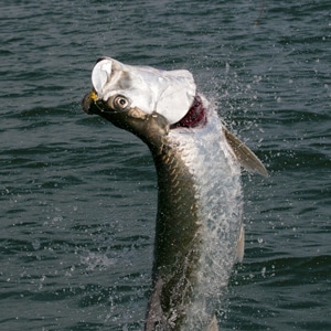 Tarpon are on the move along both Florida coasts, it's time to go hook a leaping giant.