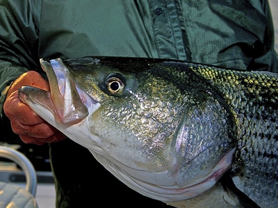 Fly-Fishing for Striped Bass, Flies for Striped Bass