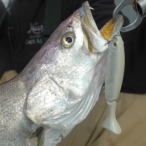 Swimming plugs are an excellent choice for Trophy Seatrout.