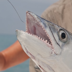 Wire leaders are a must when you target toothy game like kingfish.