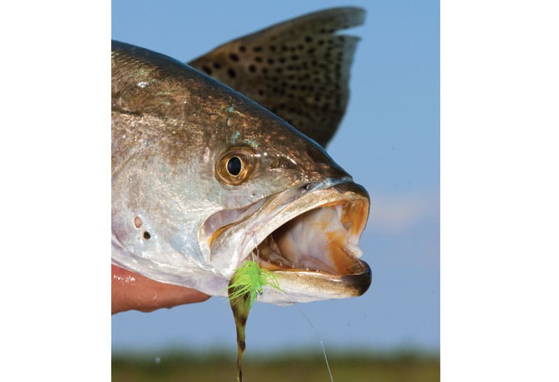 texas-fly-trout.jpg