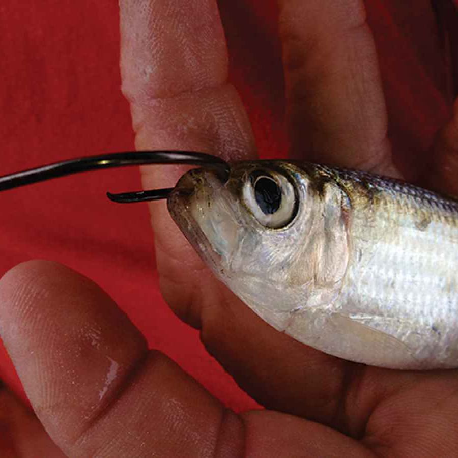 How to Catch and use Live Bait in Florida