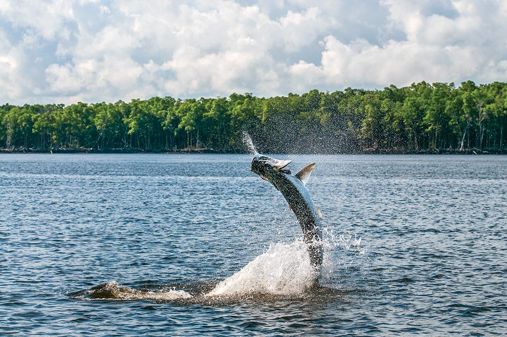 Tarpon Fishing Around Florida