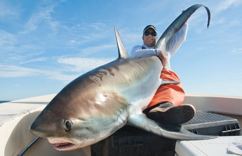 Thresher Shark Madness