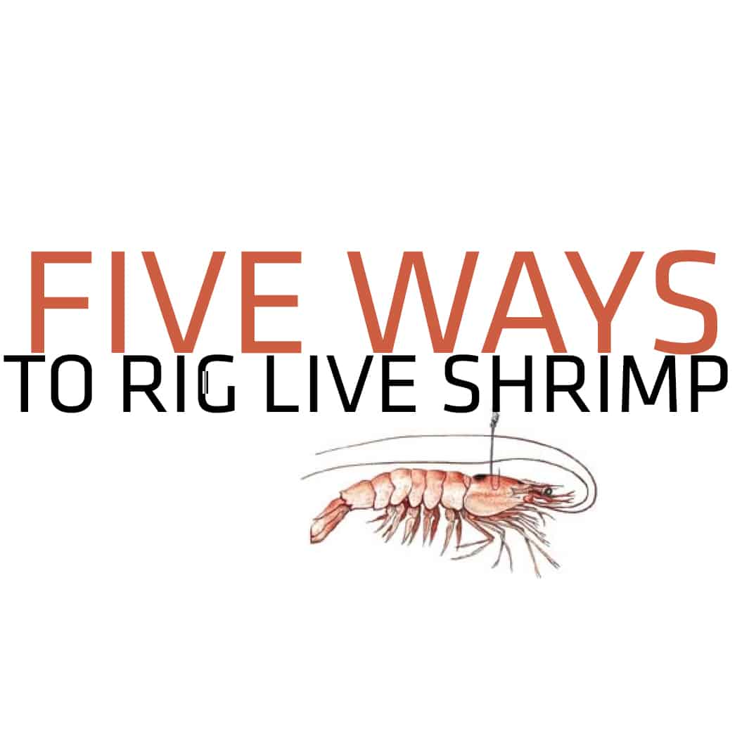 Rigging & Fishing LIVE SHRIMP For Beginners 