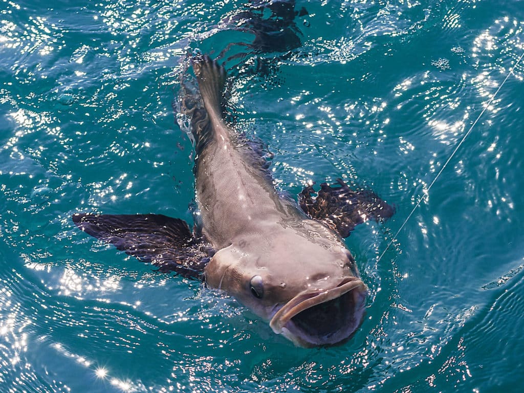 Look for cobia off Northeast Florida when the water temperature reaches 68 degrees.